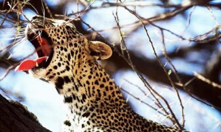 5 days safari to Tsavo East, West & Amboseli from Mombasa - Why This Safari Offers Great Value