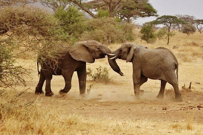 5 days Serengeti Wildebeest Migration Safari - What Travelers Say