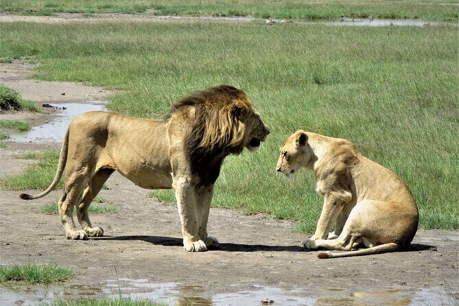 5 Days Special Safari to see migration - A Full Day of Wildlife in Serengeti