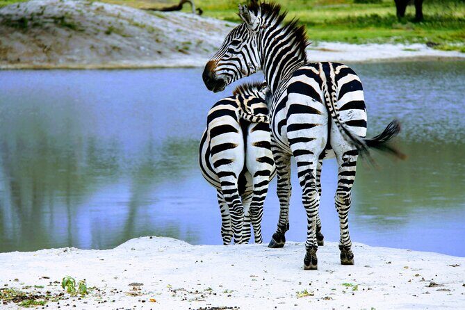 5 Days Tanzania Family Safari - What Our Reviewers Say About the Experience
