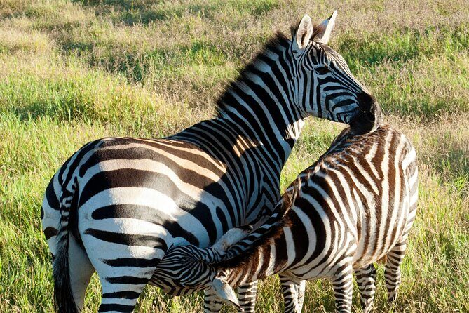 5-Days Tanzania Joining Group Safari : Best Price 2025/2026 - The Tour Overview