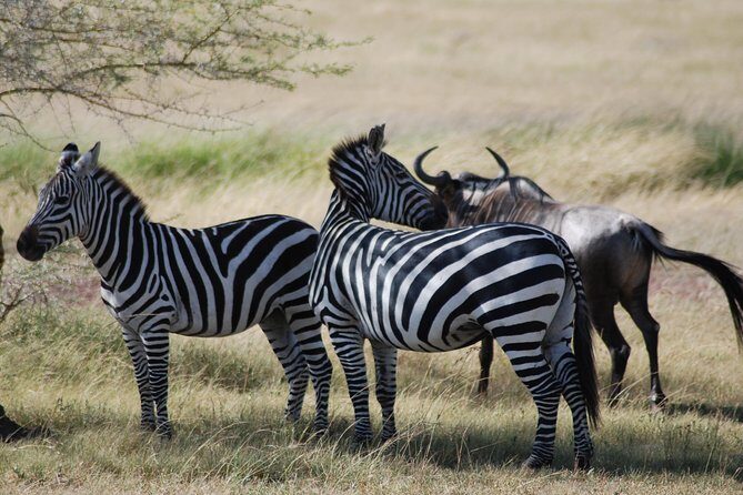 5 Days Tanzania Safari from Mwanza to Arusha