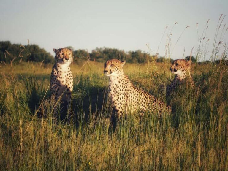 5 Days Tanzania Safari | Tarangire, Serengeti, Ngorongoro - Whats Included and Whats Not