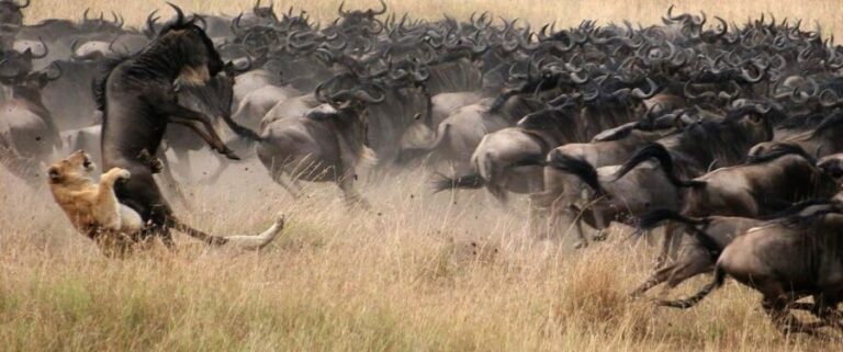 5 Days Tanzania wildebeest migration Mid-Range Accommodation - Who This Tour Is Best For