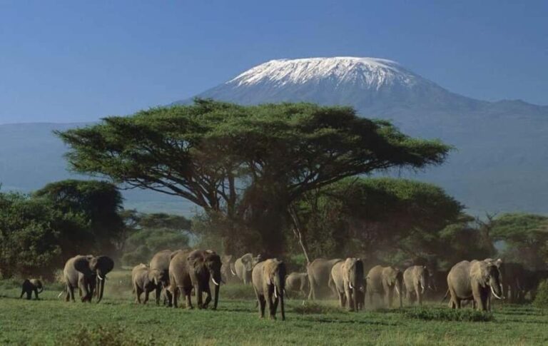 5 days Tsavo East, West, Amboseli & Saltlick lodge safari - What makes this safari special? The value and experience