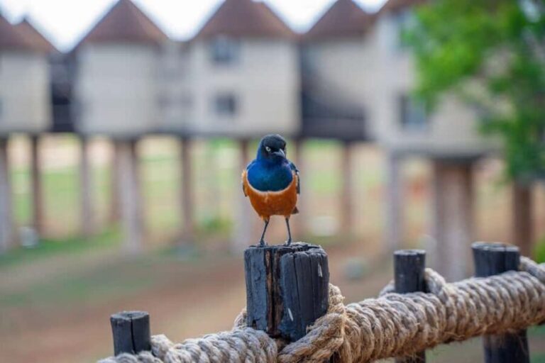 5 days Tsavo East/West and Saltlick Lodge Safari - What to Expect from Your 5-Day Safari
