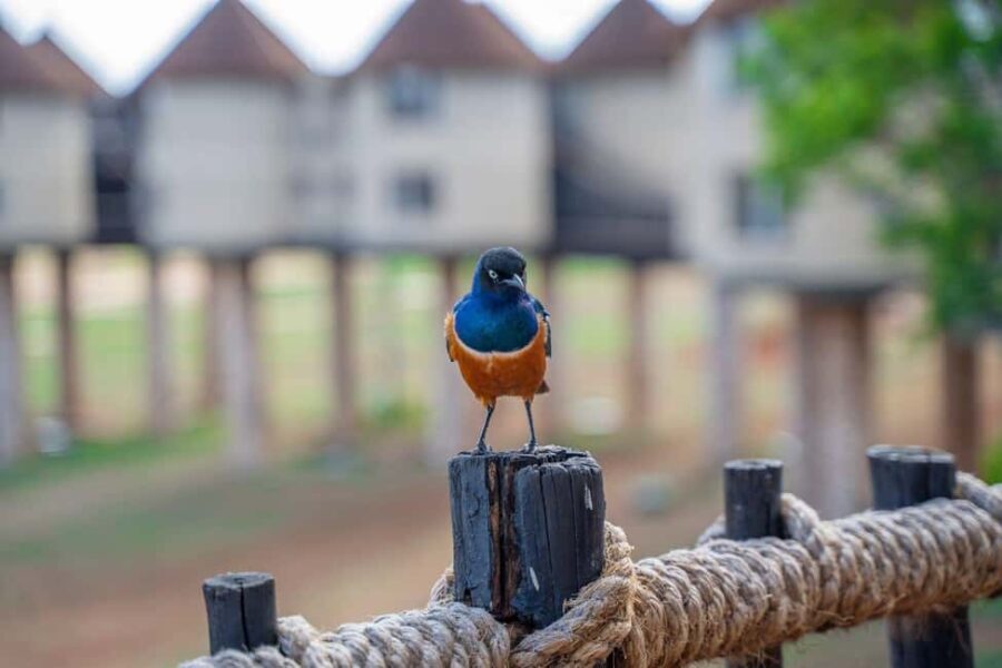 5 days Tsavo East/West and Saltlick Lodge Safari - What to Expect from Your 5-Day Safari