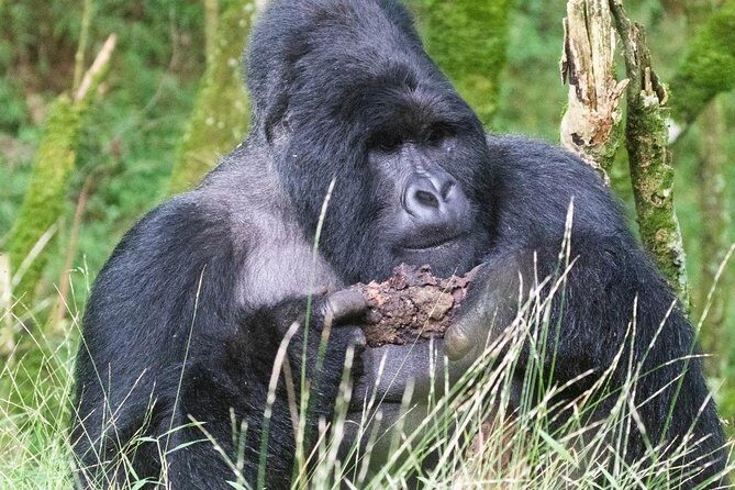 5 Days Uganda Gorilla, Chimpanzee and Wildlife Safari - Who Is This Tour Best For?