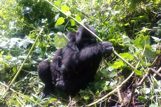 5 Days Uganda Gorillas and Masai Mara Comfort Wildlife Safari - Analyzing Value and Cost Considerations