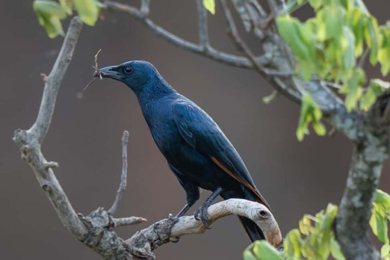 5 Days, Unforgettable Wildlife Safari Experience - An Introduction to the Tanzania Safari Tour
