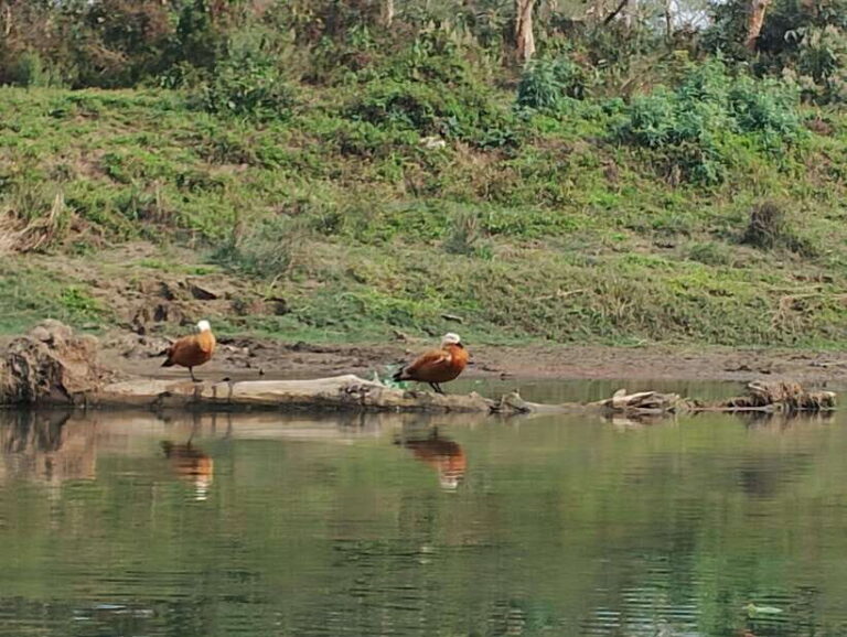 5 Days with One Tower Night Stay in Chitwan National Park - The Practicalities: What’s Included and What’s Not