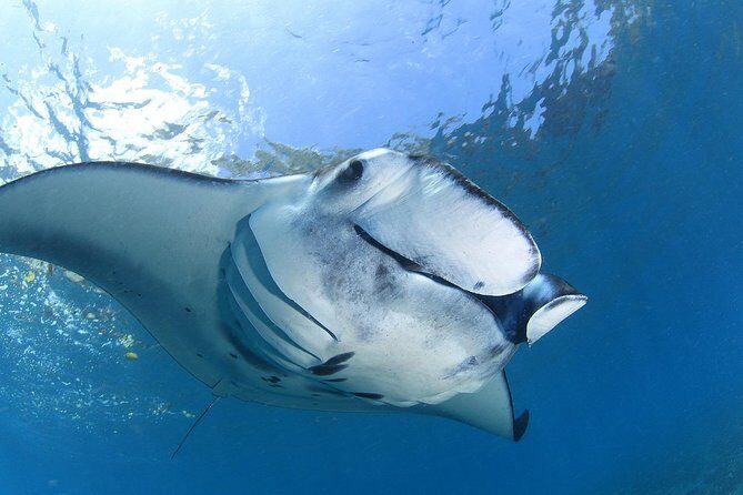 5 Fun Dives in Nusa Lembongan (for certified divers) - Swim with a Mola Mola - The Sum Up: Is It Worth It?