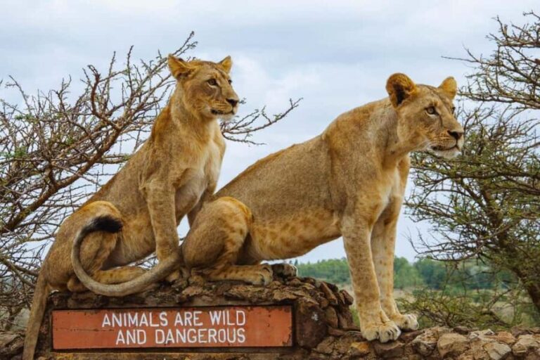 5 Hour - Tour Nairobi National Park Or Evening Game Drive - What Travelers Say