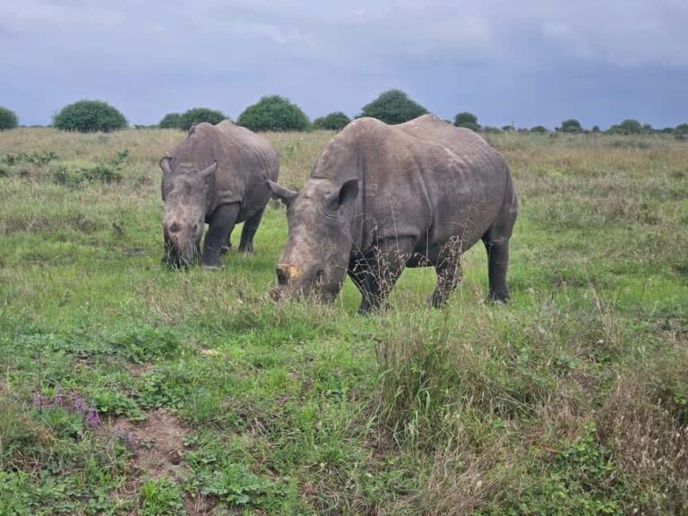5 Hours Nairobi National Park Game Drive Tour 4x4 Open Roof - Who Will Love This Tour?