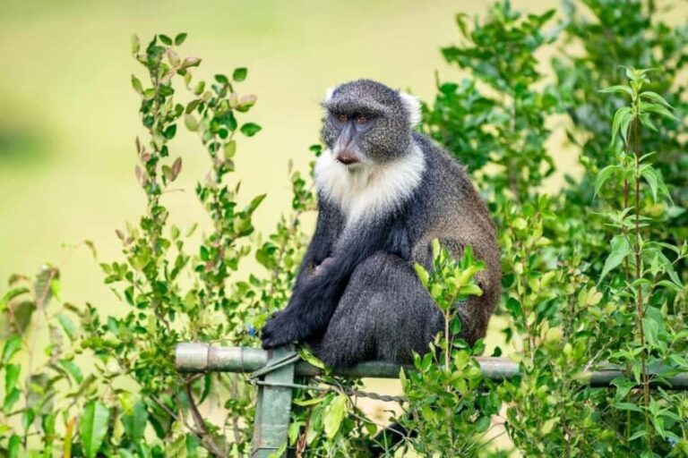 5 Hours Nairobi National Park Guided Tour with Free Pickup - Is it Worth the Price? Analyzing the Value
