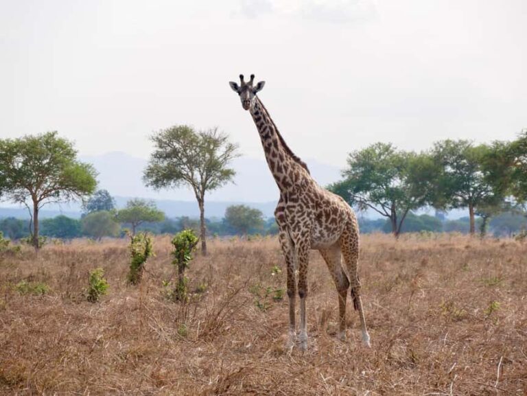 5days 4nights Uncover the Hidden Treasure of Southern Safari - Accommodation and Practicalities