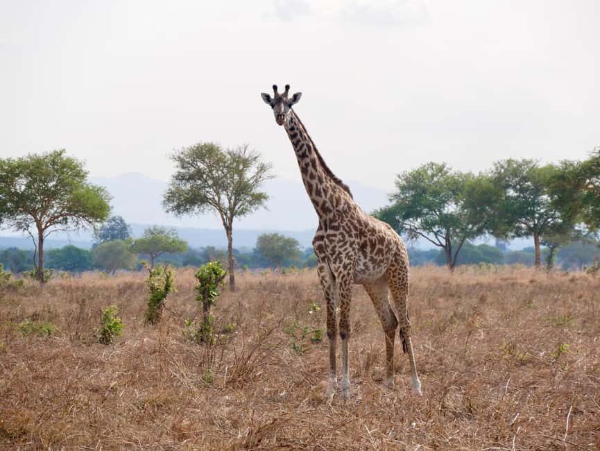 5days 4nights Uncover the Hidden Treasure of Southern Safari - Accommodation and Practicalities