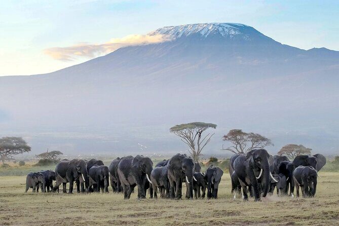5days Tour Tsavo East & west, Amboseli from Mombasa / Nairobi - Who Should Consider This Tour?
