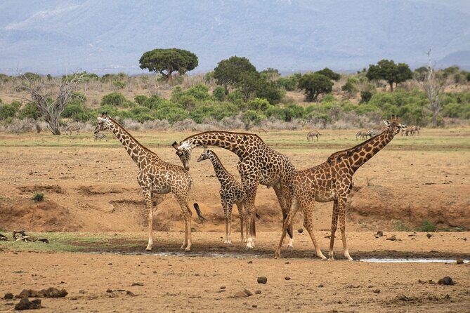 5Hrs Nairobi National Park MorningEvening gamedrive 4x4 vehicle - Overview of the Tour
