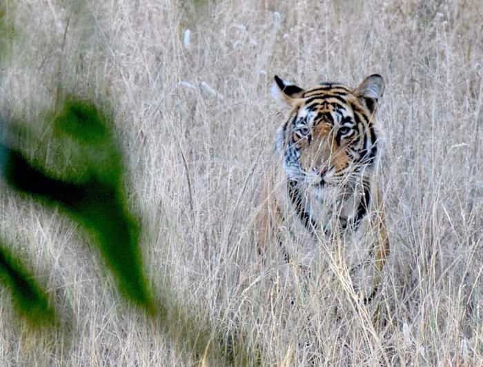 5Night 6Day Private Golden Triangle Tour With Jhalana Safari - Practical Considerations and What You’ll Love