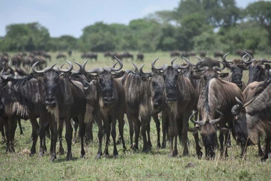 6-Day Comfort Safari to Tarangire, Serengeti, and Ngorongoro - What Makes This Safari Stand Out