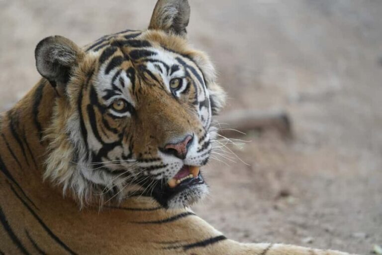 6-Day Golden Triangle Tour: Taj Mahal, Jaipur & Ranthambore - Detailed Day-by-Day Breakdown