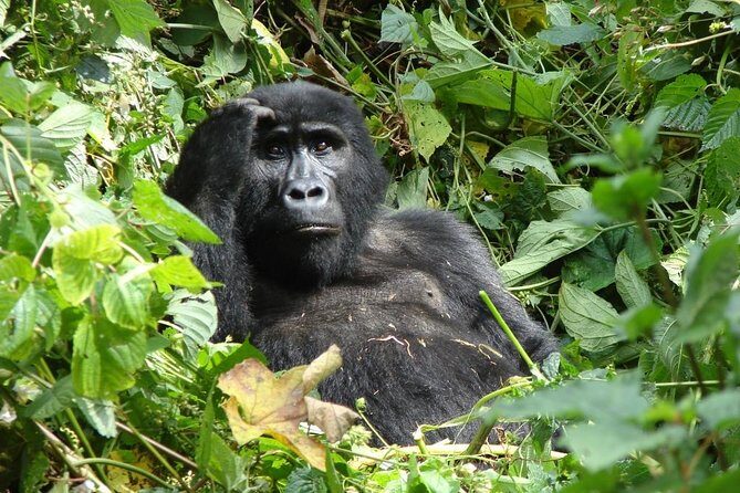 6 Day Gorilla tracking and Wildlife Safari - Authentic Encounters and Real Experiences