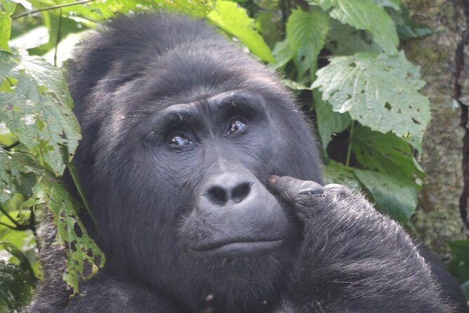 6 Day Gorillas, Golden Monkeys and Chimp Trek at Kibale - Authentic Experiences and Genuine Reviews