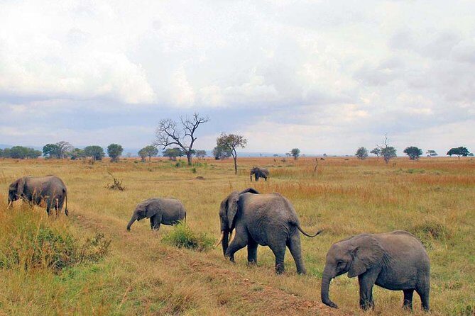 6-Day Kenya and Tanzania safari - Who Is This Tour Best For?