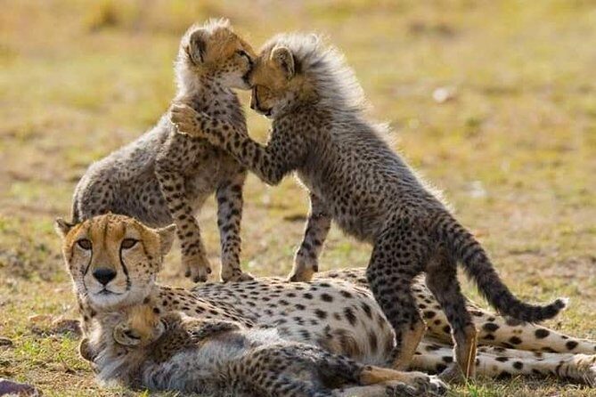 6 Day Maasai Mara, Lake Nakuru, Amboseli National Park - The Itinerary Breakdown: What to Expect Each Day
