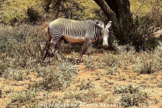 6-Day Maasai Mara Reserve, Lake Naivasha, Amboseli National Park - FAQs