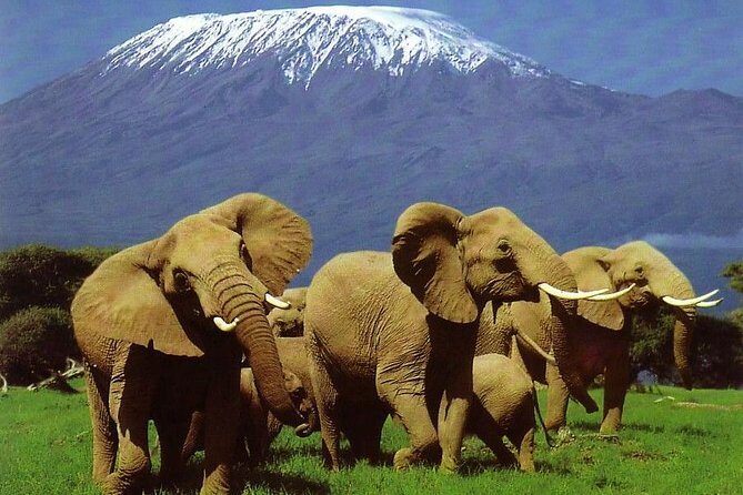 6-Day Masai Mara, Nakuru, Amboseli Budget Joining Safari - What Travelers Can Expect