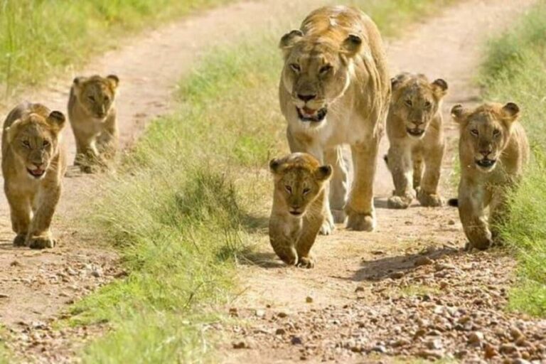 6 - Day Northern Tanzania Affordable Safari - Exploring the Itinerary: Day by Day