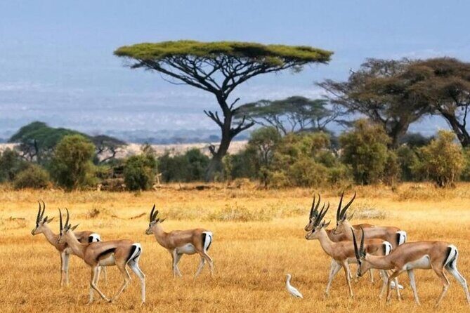 6-Day Private Landcruiser Safari to Masai Mara, Nakuru & Amboseli - The Sum Up