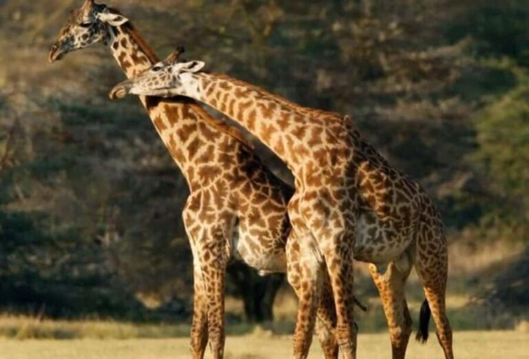 6-Day Private Wildlife and Cultural Tourism Safari - Cultural Day in Mto wa Mbu