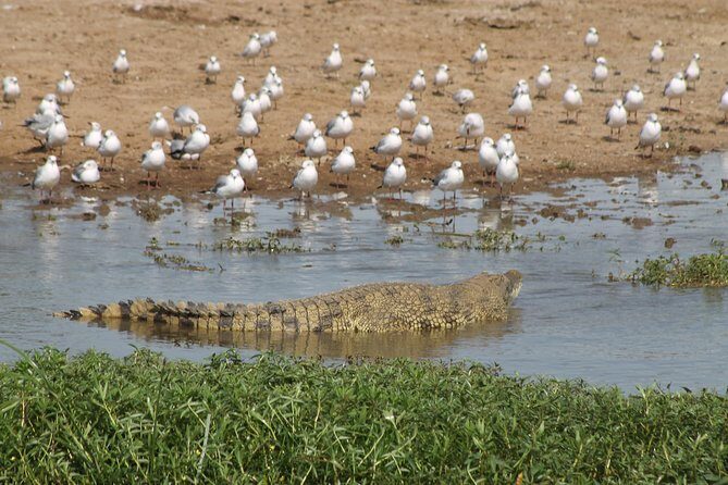 6-Day Queen Elizabeth and Mburo Luxury Safari - Detailed Breakdown of the Itinerary