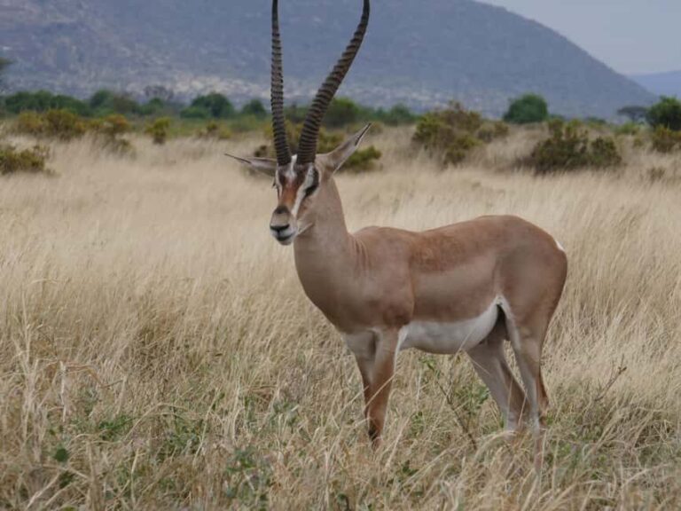 6-Day Safari Adventure: Samburu, Aberdare and Lake Naivasha - The Itinerary: In Depth