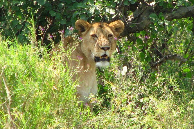6-Day Safari in Tanzania's Northern Parks - How This Tour Adds Value for You