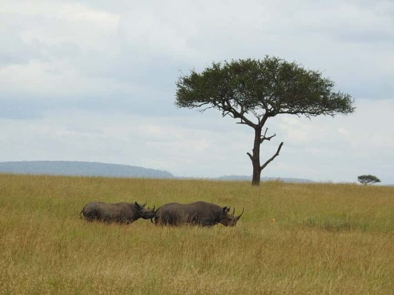 6 Day Safari Tarangire , Manyara , Ngorongoro & Serengeti - What’s Included and What’s Not