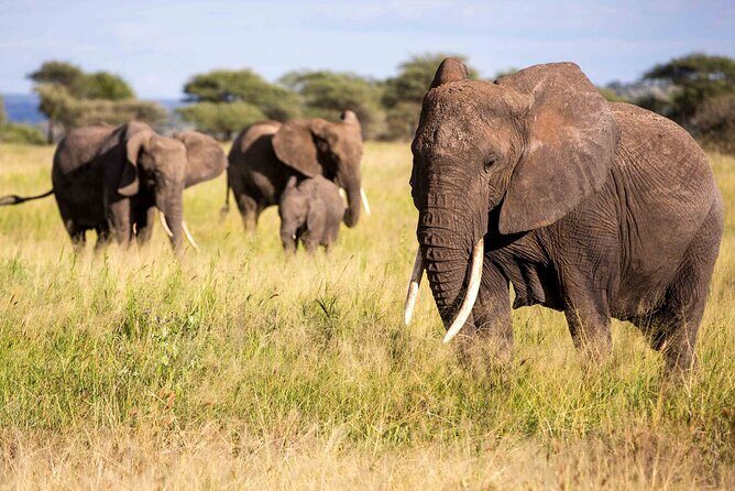 6 Day Safari to Amboseli National Park Lake Nakuru and Masai Mara - The Practicalities: What’s Included and What’s Not