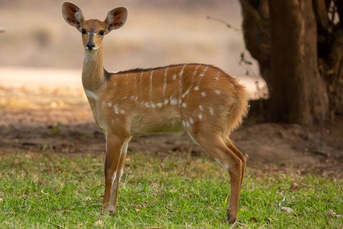 6 Day Selous Game reserve and Kilwa Beach+Snorkeling+Boat safari+Historical site - Full-Day Wildlife Safari: Day 2