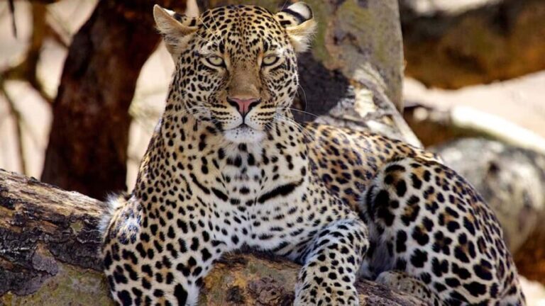 6-Day Tanzania Safari Adventure Journey Through the Wild - What Makes This Safari Stand Out