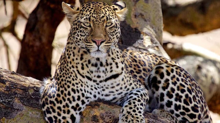 6-Day Tanzania Safari Adventure Journey Through the Wild - What Makes This Safari Stand Out