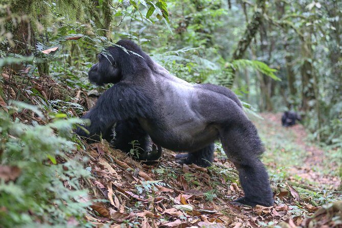 6-Day Uganda Gorilla Adventure (Fly-in) - The Experience and Value