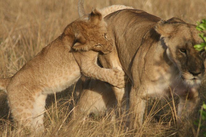 6 Days 5 Night Safari - Day-by-Day Breakdown