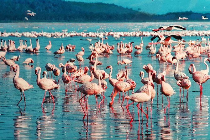 6 Days /5 Nights Adventure in Masai Mara,Lake Nakuru, Amboseli - Authentic Experiences and Traveler Insights