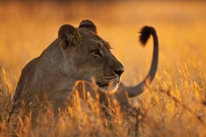 6 Days 5 Nights lodge safari Tarangire, Manyara, Serengeti & Ngorongoro Crater - The Practical Side: Transportation, Accommodation, and Value
