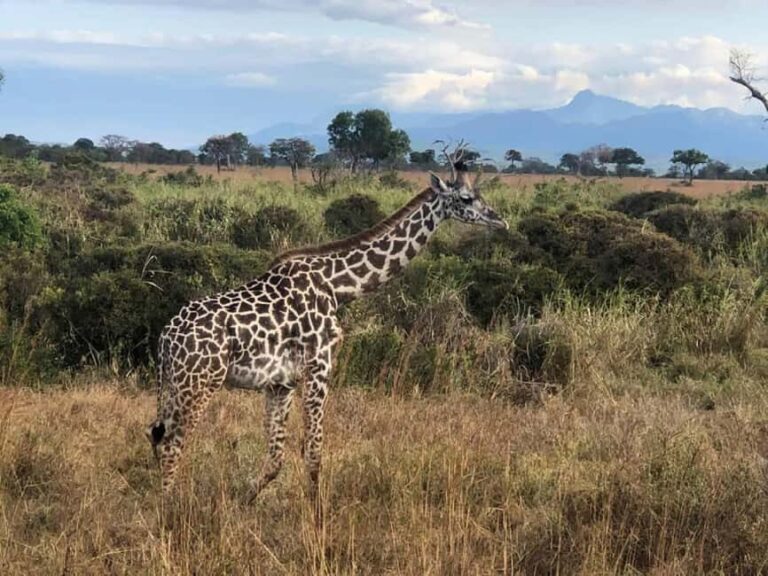 6 Days 5 Nights Serengeti King of the Jungle Safari-Tanzania - An In-Depth Look at the Tour Experience
