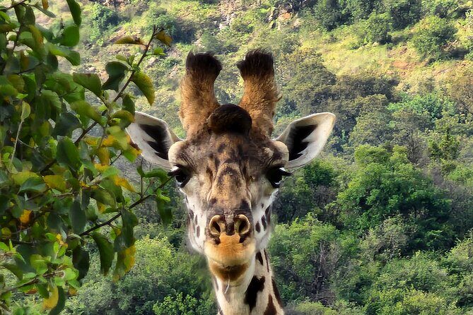 6 Days Amboseli, Lake Naivasha and Masai Mara Adventure - The Itinerary in Detail