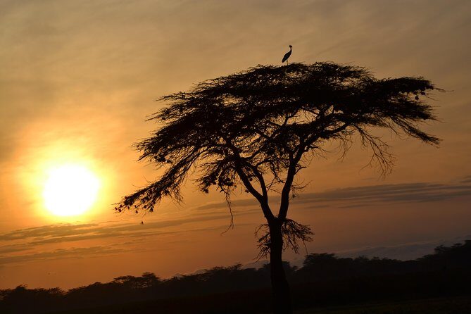 6 Days Amboseli, Lake Nakuru and Masai Mara - What Travelers Say: Authentic Perspectives